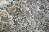 Polished Dinosaur Bone (Gembone) Section - Utah #106930-1
